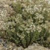 Sedum album L. - Image 8