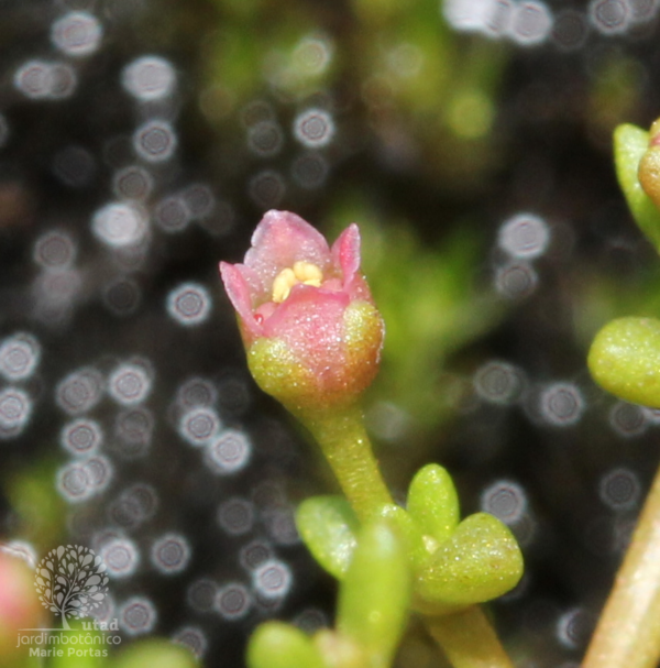 Crassula vaillantii (Willd.) Roth - Image 4