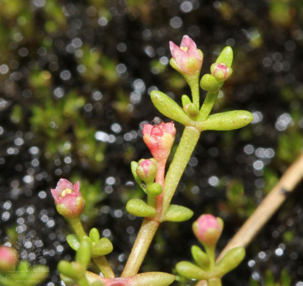 Crassula vaillantii (Willd.) Roth - Image 3