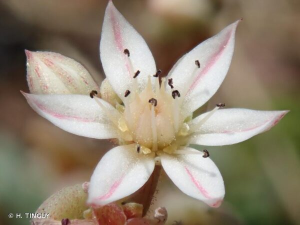 Sedum hispanicum L.