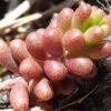 Sedum album L. - Image 6