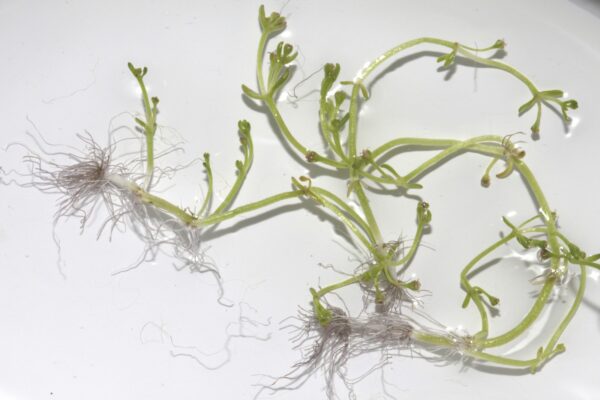 Crassula vaillantii (Willd.) Roth - Image 5