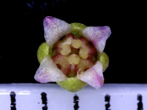 Crassula vaillantii (Willd.) Roth - Image 6
