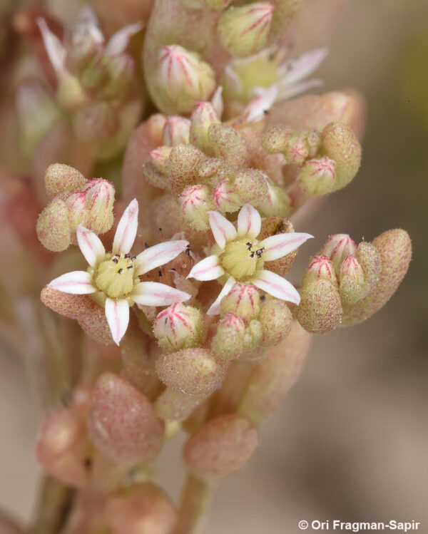 Sedum hispanicum L. - Image 2