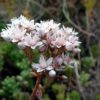 Sedum album L.