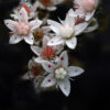 Sedum album L. - Image 2