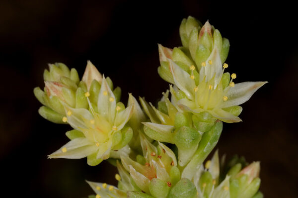 Sedum laconicum Boiss. & Heldr.