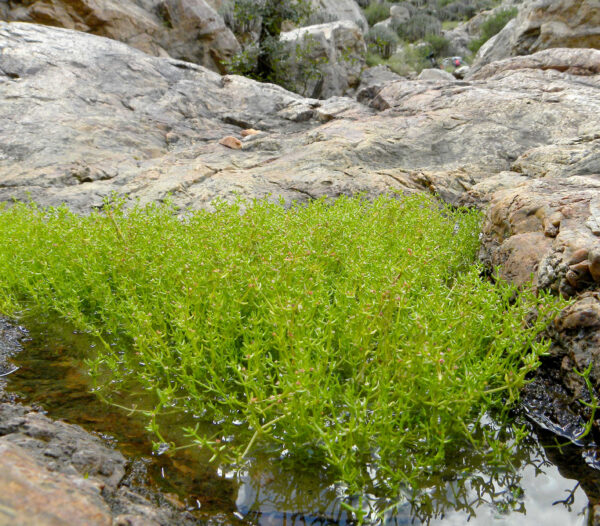 Crassula vaillantii (Willd.) Roth