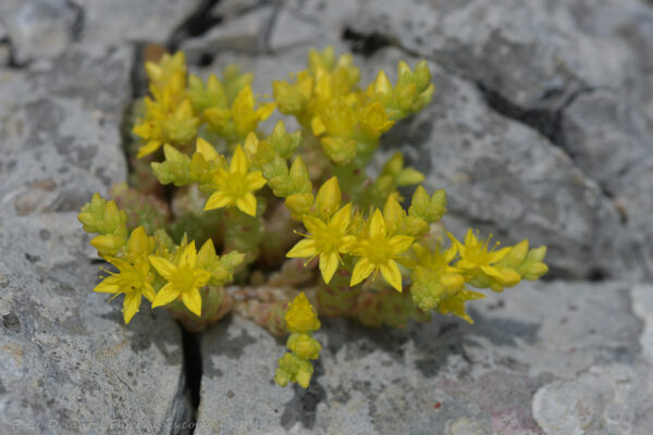 Sedum acre L.