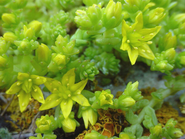 Sedum acre L. - Image 2