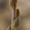 Sedum album L. - Image 7