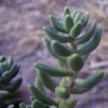 Sedum album L. - Image 5