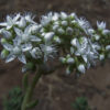 Sedum album L. - Image 3