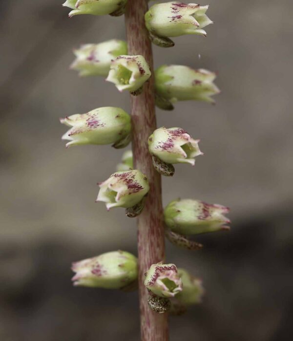 Umbilicus horizontalis (Guss.) DC. - Image 2