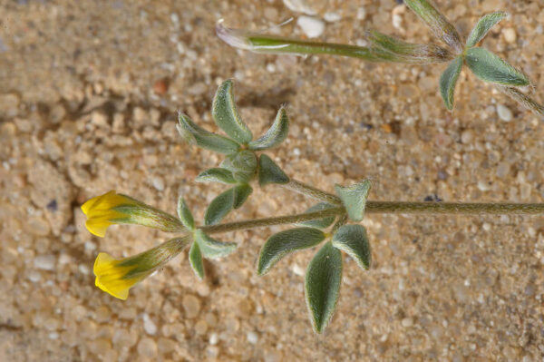 Lotus halophilus Boiss. & Spruner - Image 3