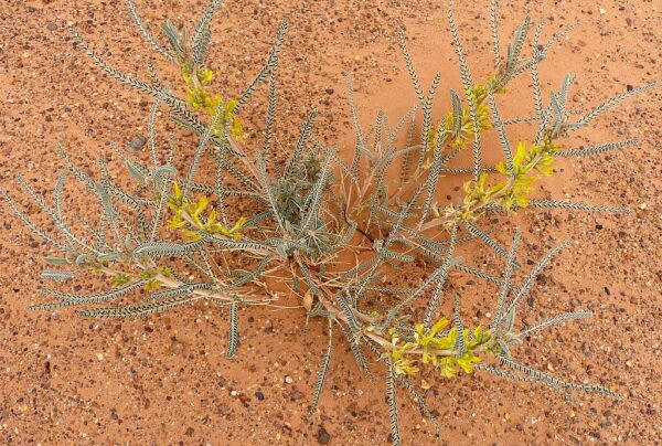Astragalus graecus Boiss.