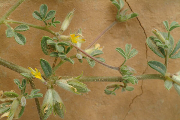Leobordea platycarpa (Viv.) B.-E.van Wyk & Boatwr.