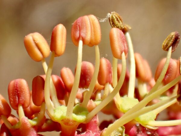 Ceratonia siliqua L. - Image 7