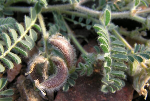 Astragalus bombycinus Boiss. - Image 4