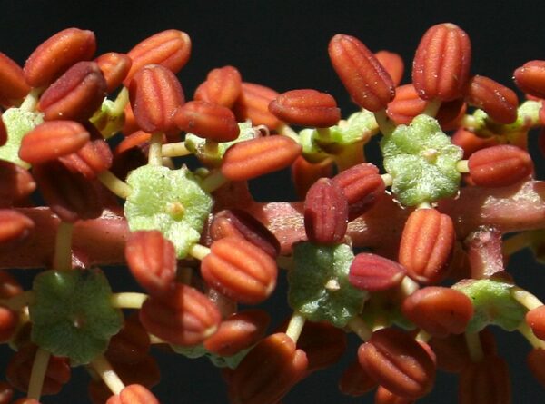 Ceratonia siliqua L. - Image 6