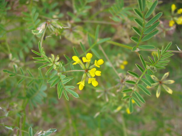 Hippocrepis multisiliquosa L. - Image 5