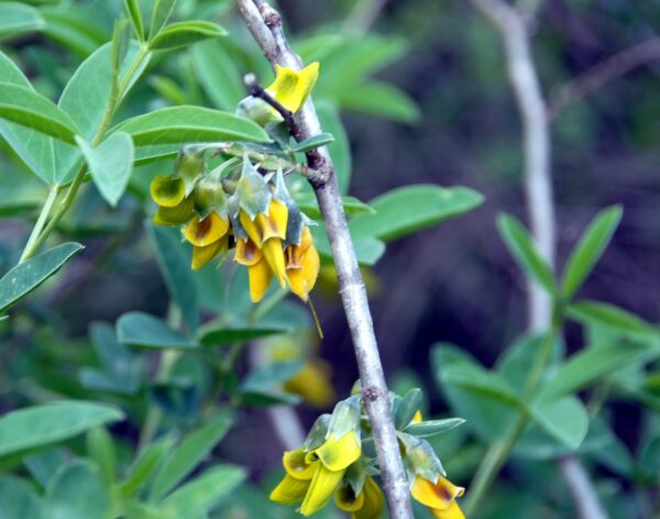 Anagyris foetida L. - Image 6