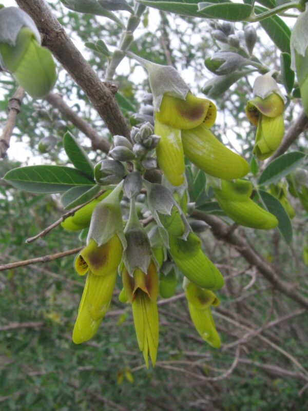 Anagyris foetida L. - Image 7