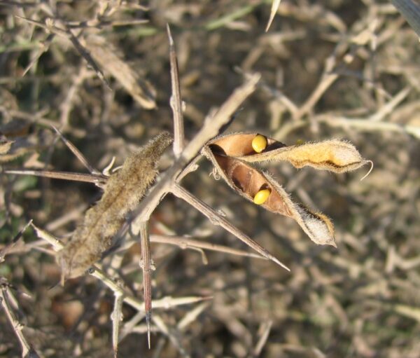 Calicotome villosa (Poir.) Link - Image 6
