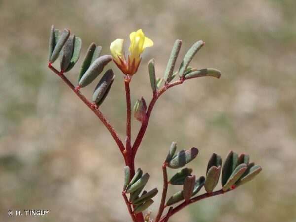 Hippocrepis ciliata Willd. - Image 2