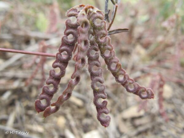 Hippocrepis ciliata Willd. - Image 6