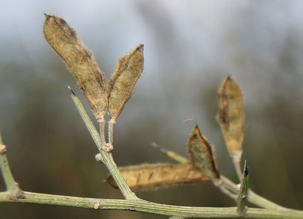 Calicotome villosa (Poir.) Link - Image 4