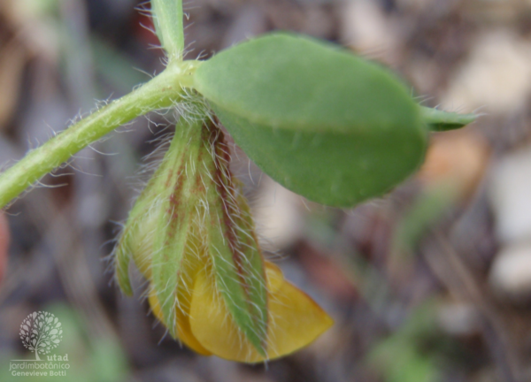 Lotus edulis L. - Image 6