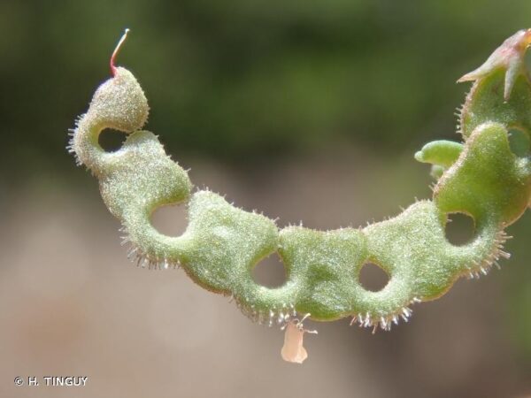 Hippocrepis ciliata Willd. - Image 5