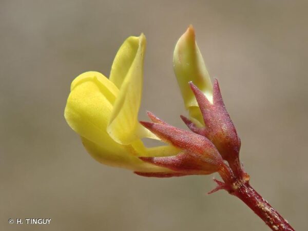Hippocrepis ciliata Willd.