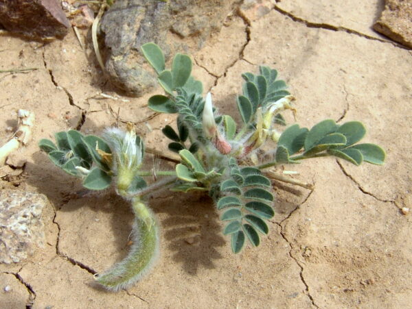 Astragalus bombycinus Boiss.