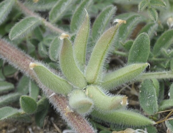 Astragalus sinaicus Boiss. - Image 3