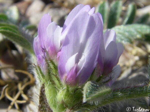 Astragalus sinaicus Boiss.