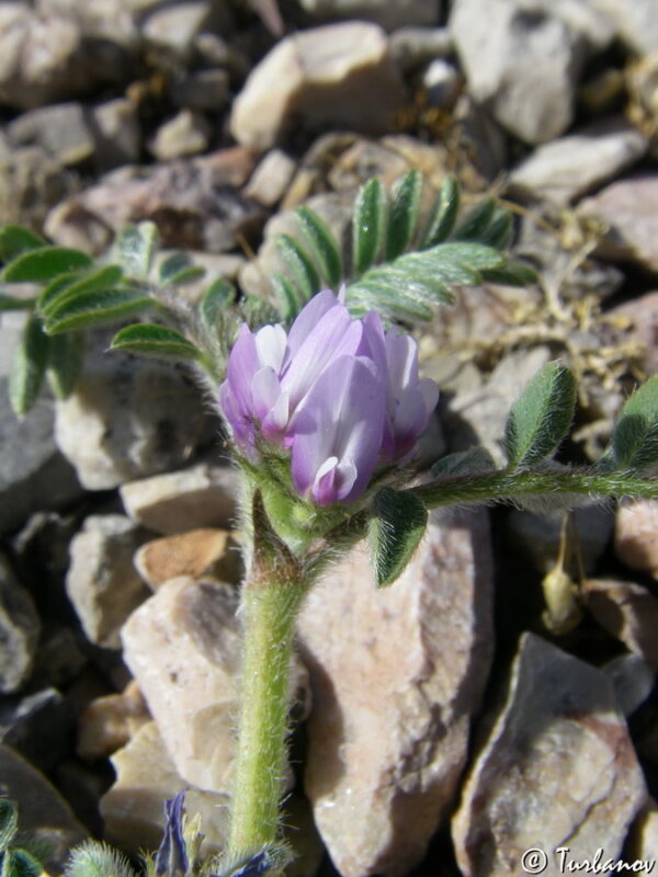 Astragalus sinaicus Boiss. - Image 2