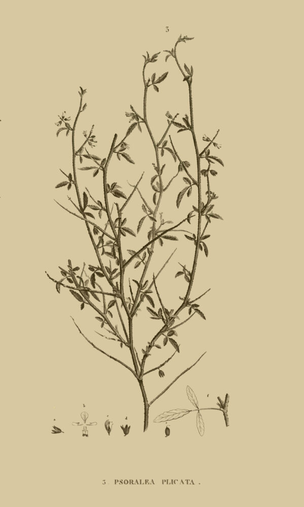 Cullen plicatum (Delile) C.H.Stirt. - Image 7
