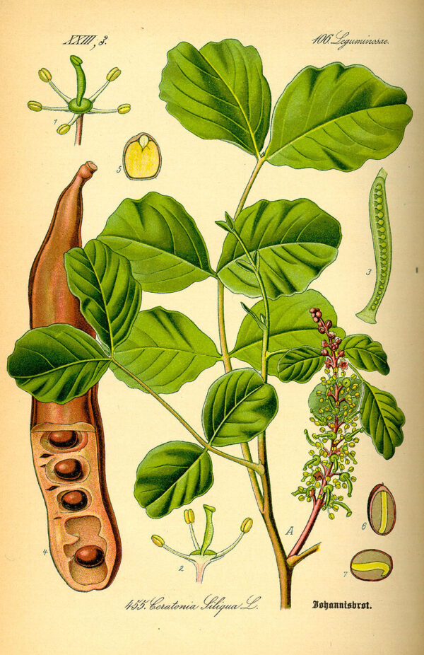 Ceratonia siliqua L. - Image 12