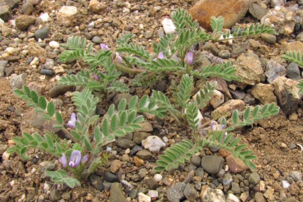 Astragalus sinaicus Boiss. - Image 4
