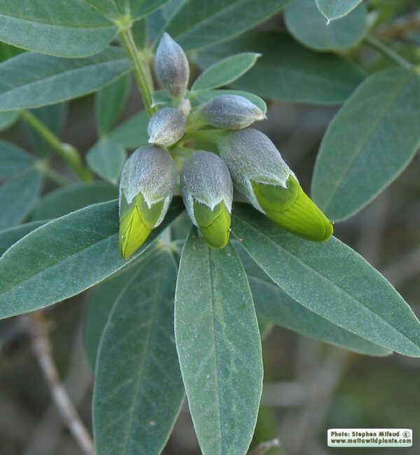 Anagyris foetida L. - Image 4