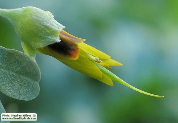 Anagyris foetida L. - Image 3