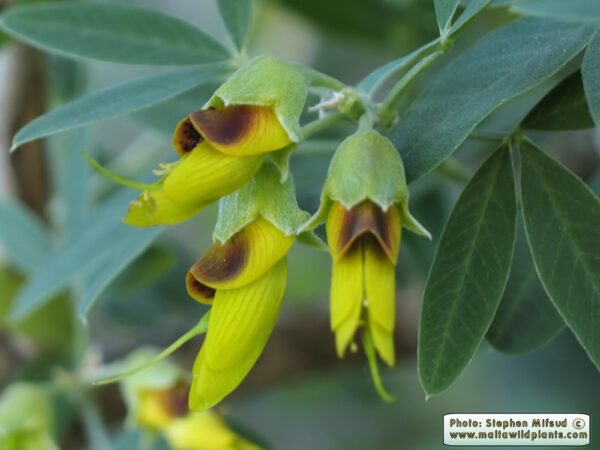 Anagyris foetida L.