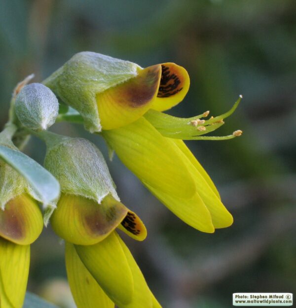 Anagyris foetida L. - Image 2