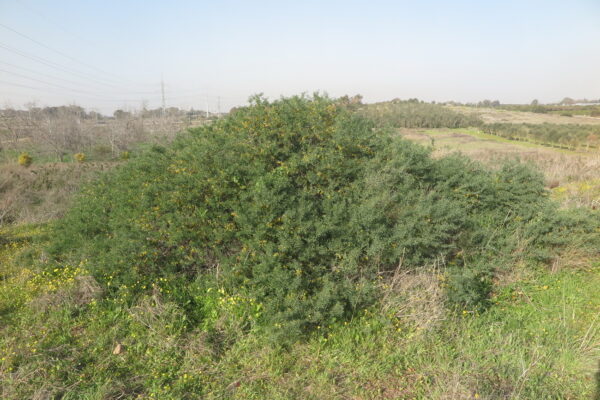 Anagyris foetida L. - Image 10