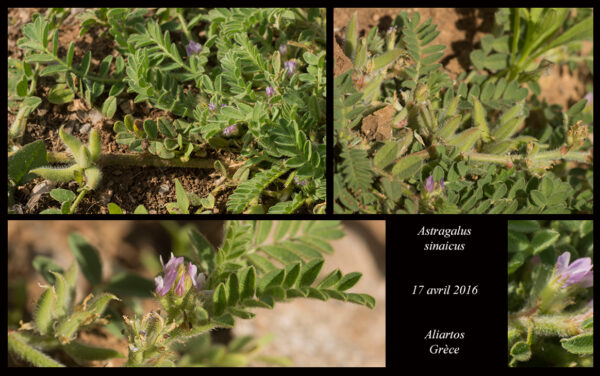 Astragalus sinaicus Boiss. - Image 5