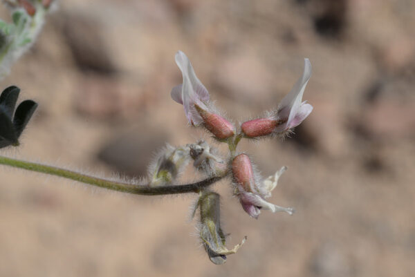 Astragalus bombycinus Boiss. - Image 3