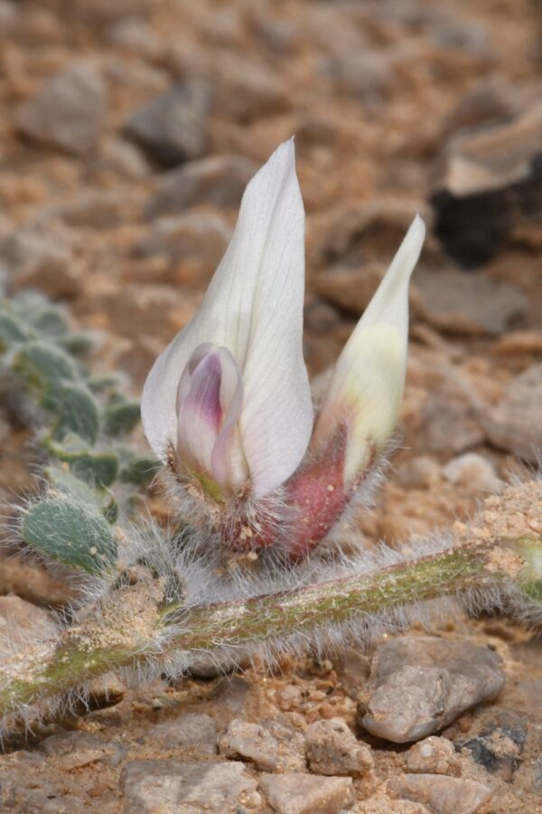 Astragalus bombycinus Boiss. - Image 2