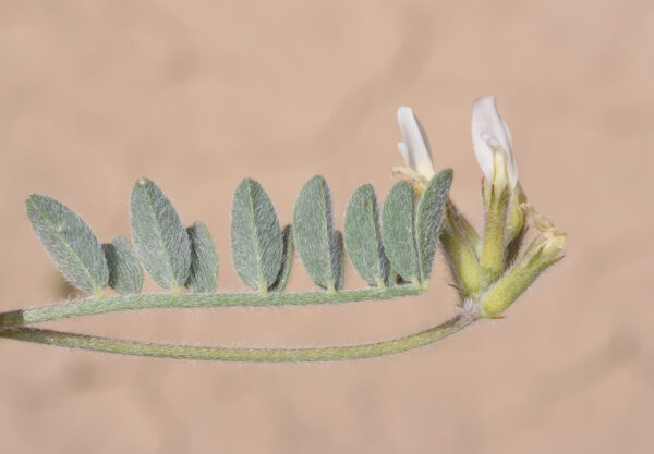 Astragalus schimperi Boiss. - Image 2